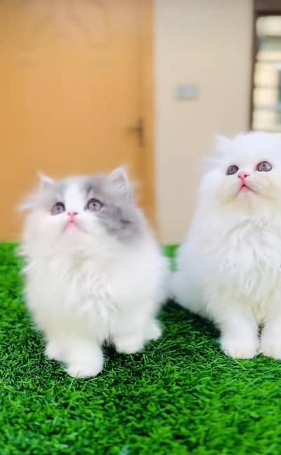 pure persian cats vaccinated triple coated WhatsApp 03316360929