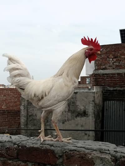 Pure white breeder desi murga hai
