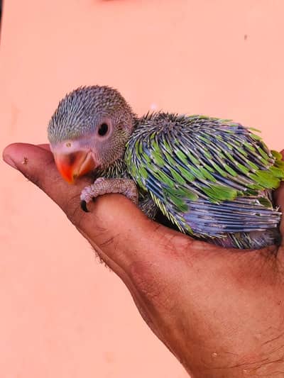 Green Ringnecks Creamino ringneck and Alexander chicks available