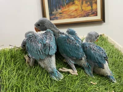 Half covered chick's looking for new shelter age approx 1.5 month