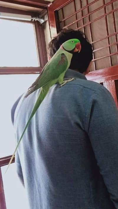 raw parrot male