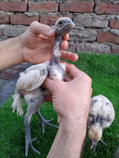 Indian long tail dragon+ganoi