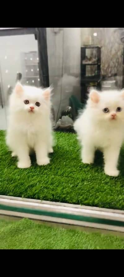 pure persian cats vaccinated triple coated WhatsApp 03316360929