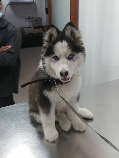 Siberian husky, blue eye husky