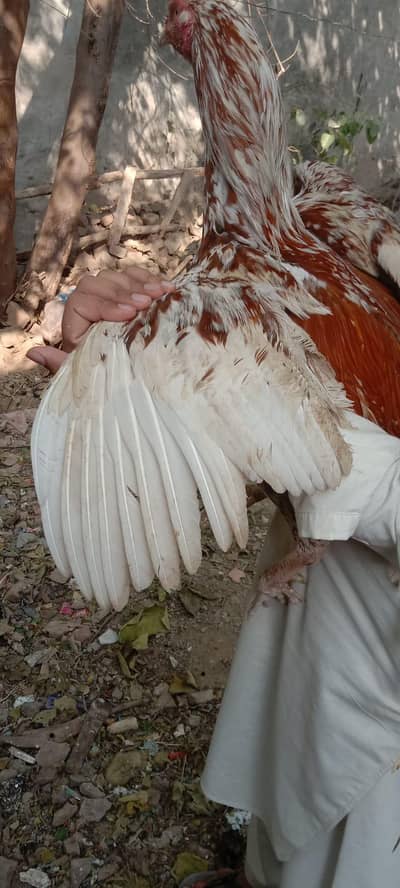 aseel full setup for sale