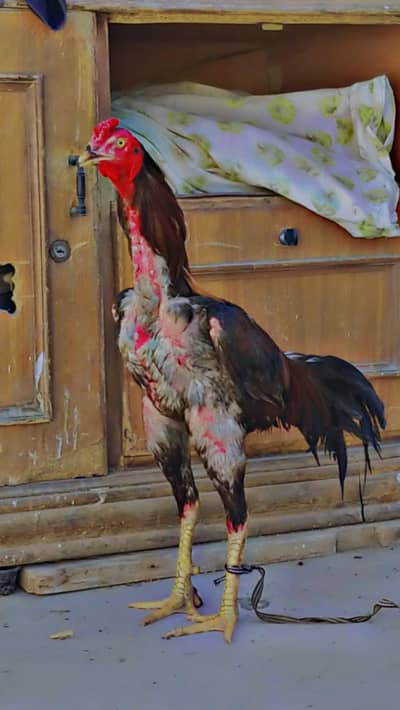 lakha bread pathy please read add first.