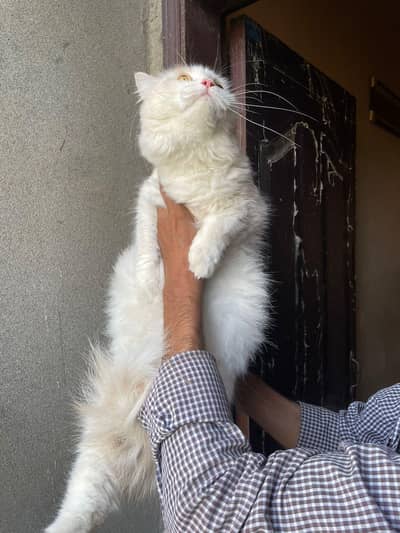 Persian male cat