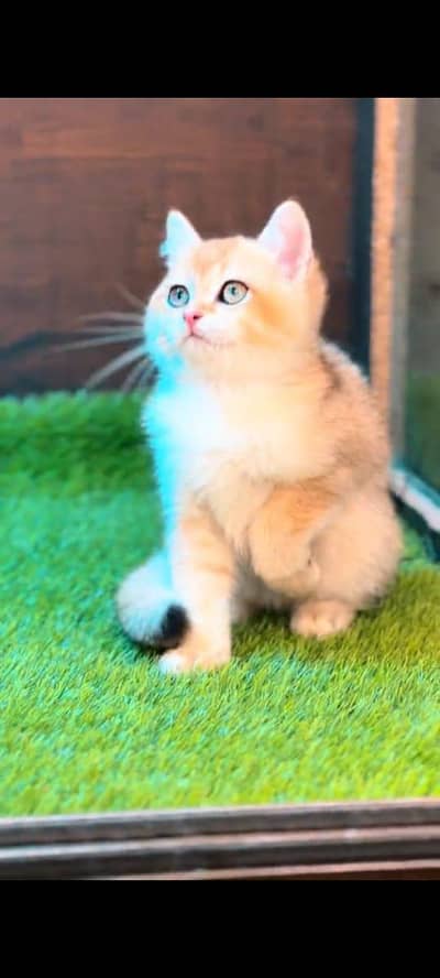 pure persian cats vaccinated triple coated WhatsApp 03316360929