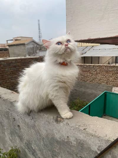 Triple coated female cat for sale . Triple coat male sa cross hui wi ha