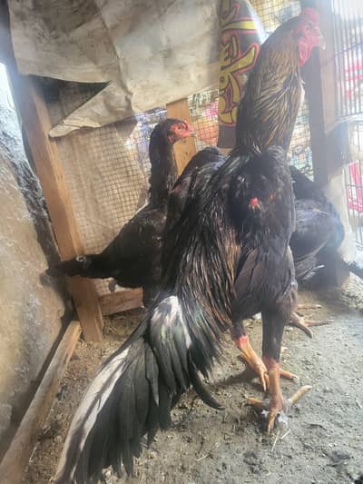 Pure Japanese Shamo Aseel Murgha | Strong Tall Healthy Aseel for Sale