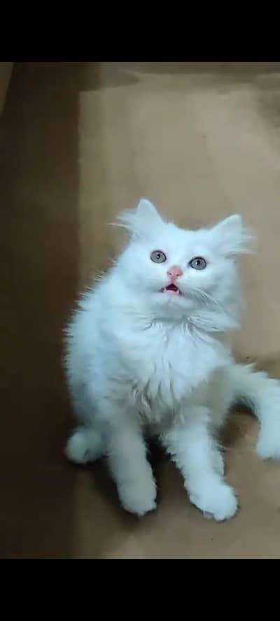 pure persian cats vaccinated triple coated WhatsApp 03316360929