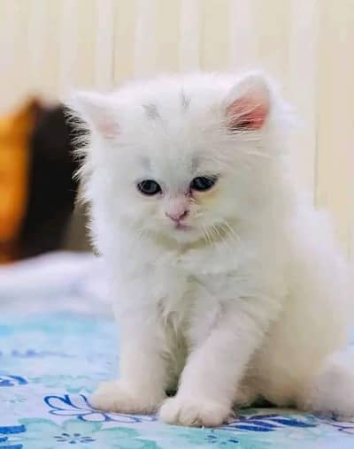 Persian cat for sale age 2 month 0337/073/24/20 WhatsApp no