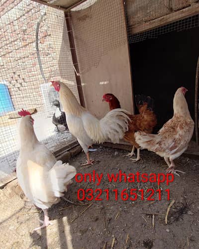 Dessi egg laying set 1+3