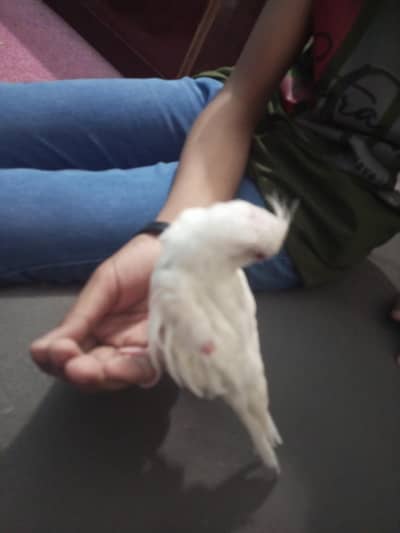 cocktail Eno hand tame red eye