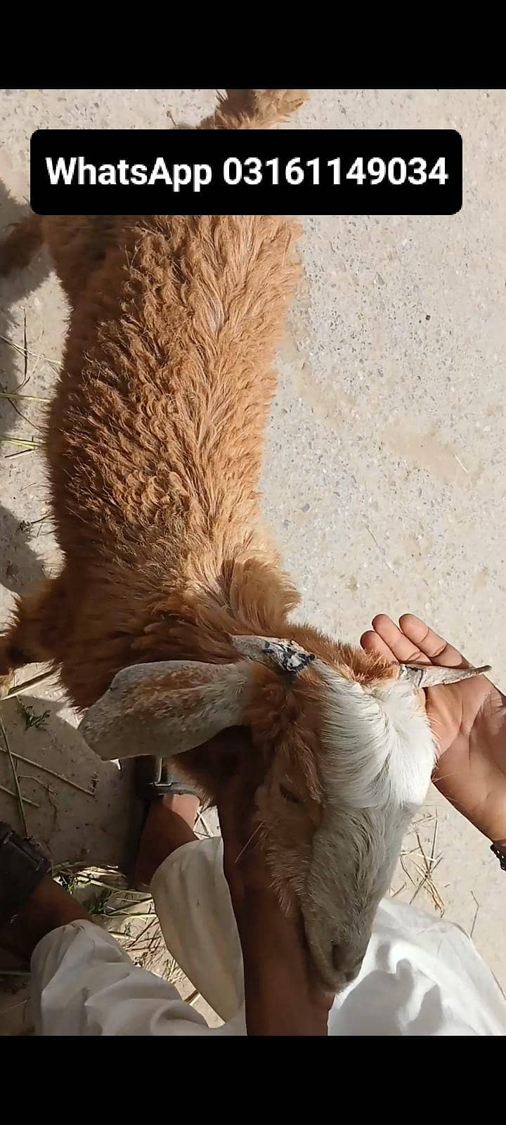 goats 8