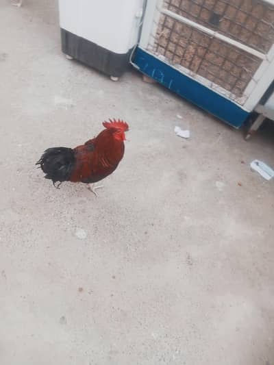 dasi murgha for sale