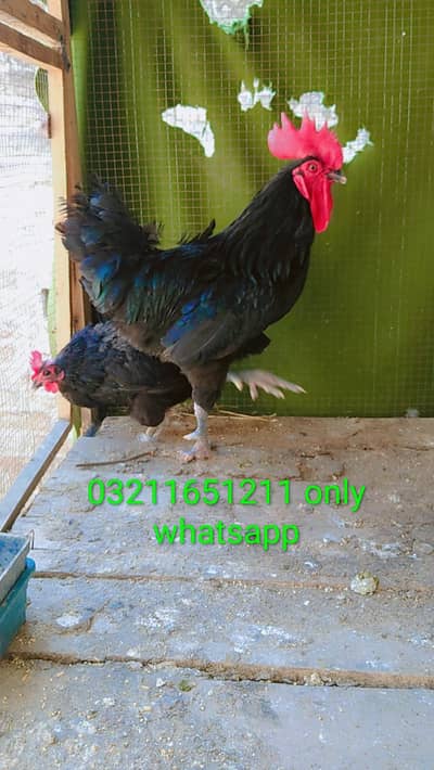 Australorp Breedar egg laying Pair