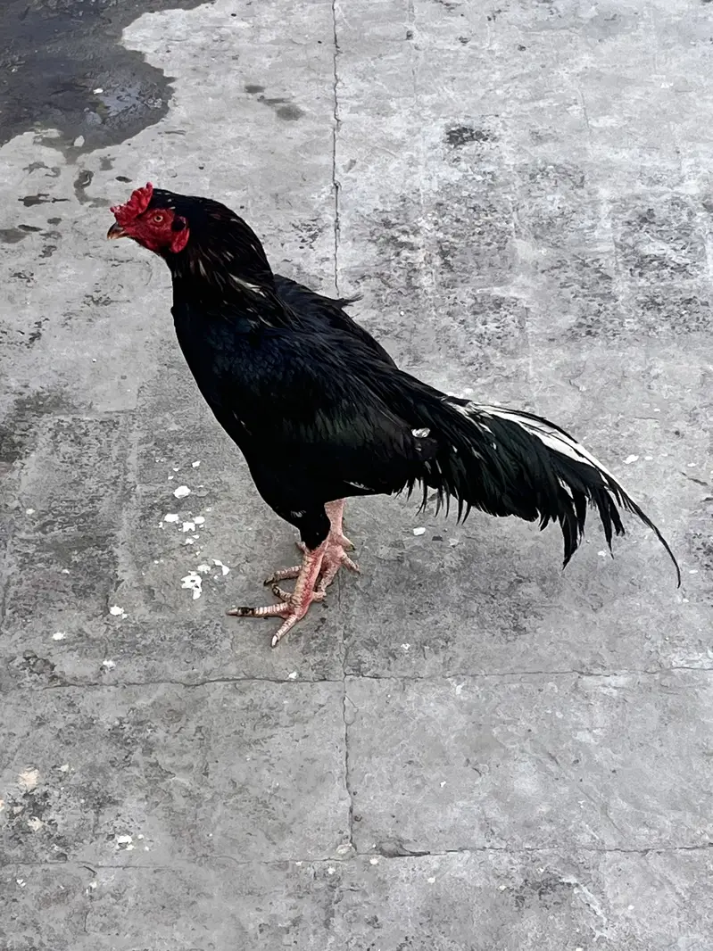 Aseel murgha