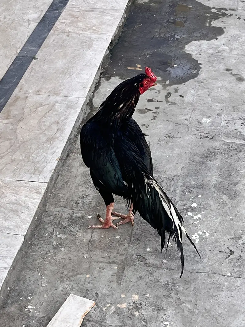 Aseel murgha — photo 2