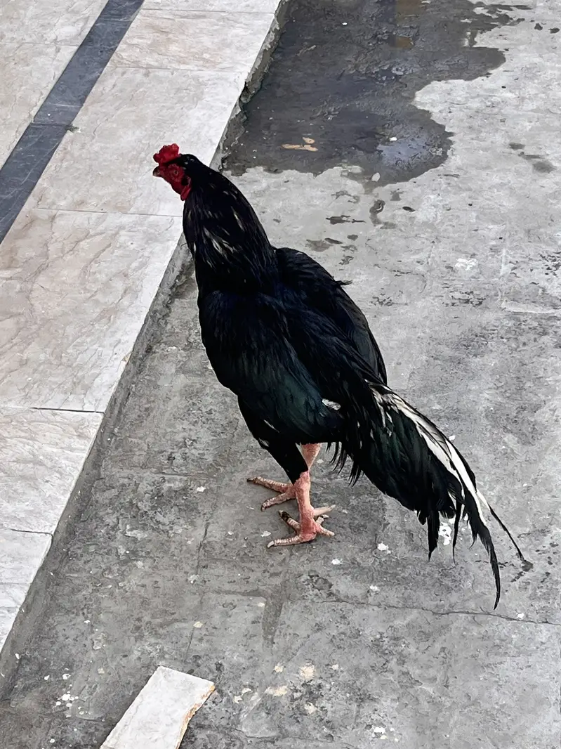 Aseel murgha — photo 3