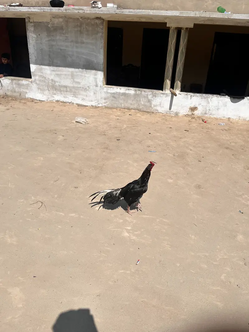 Aseel murgha — photo 4