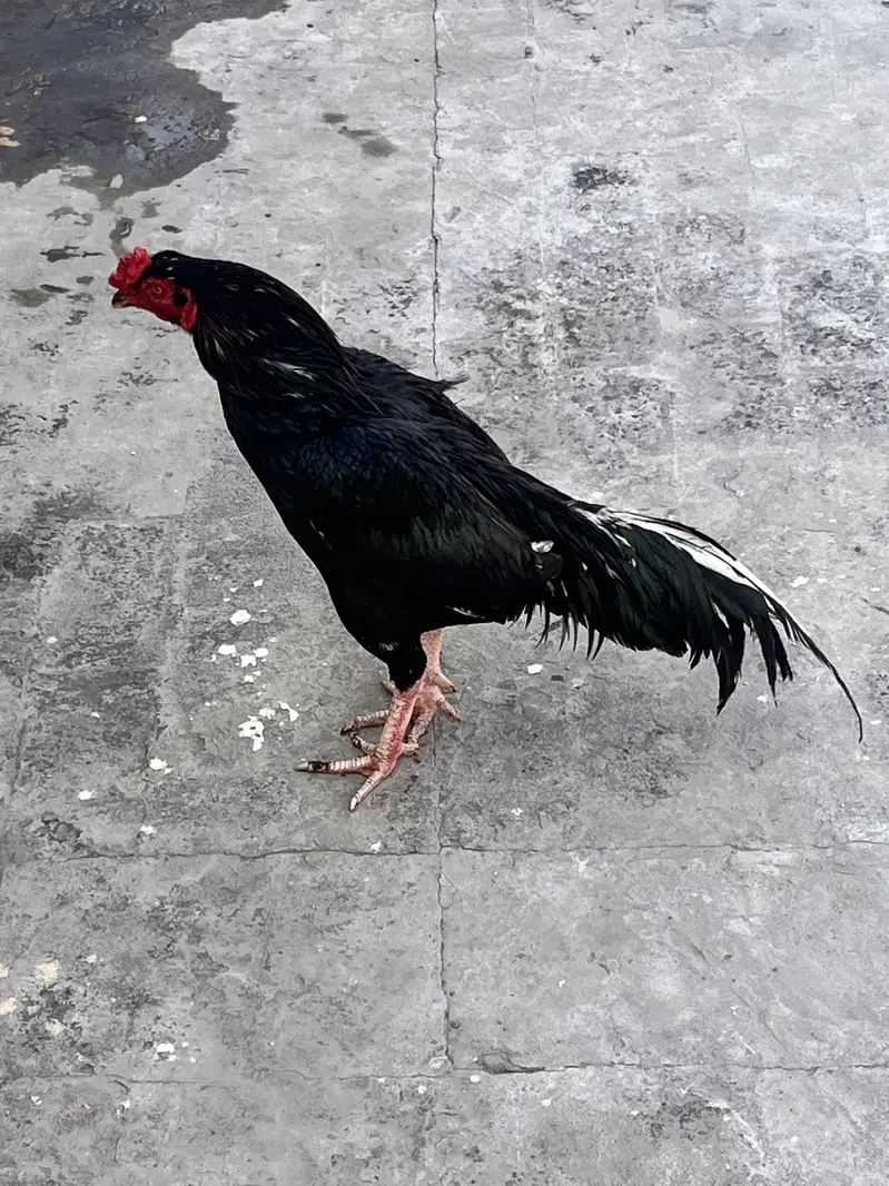 Aseel murgha — photo 5