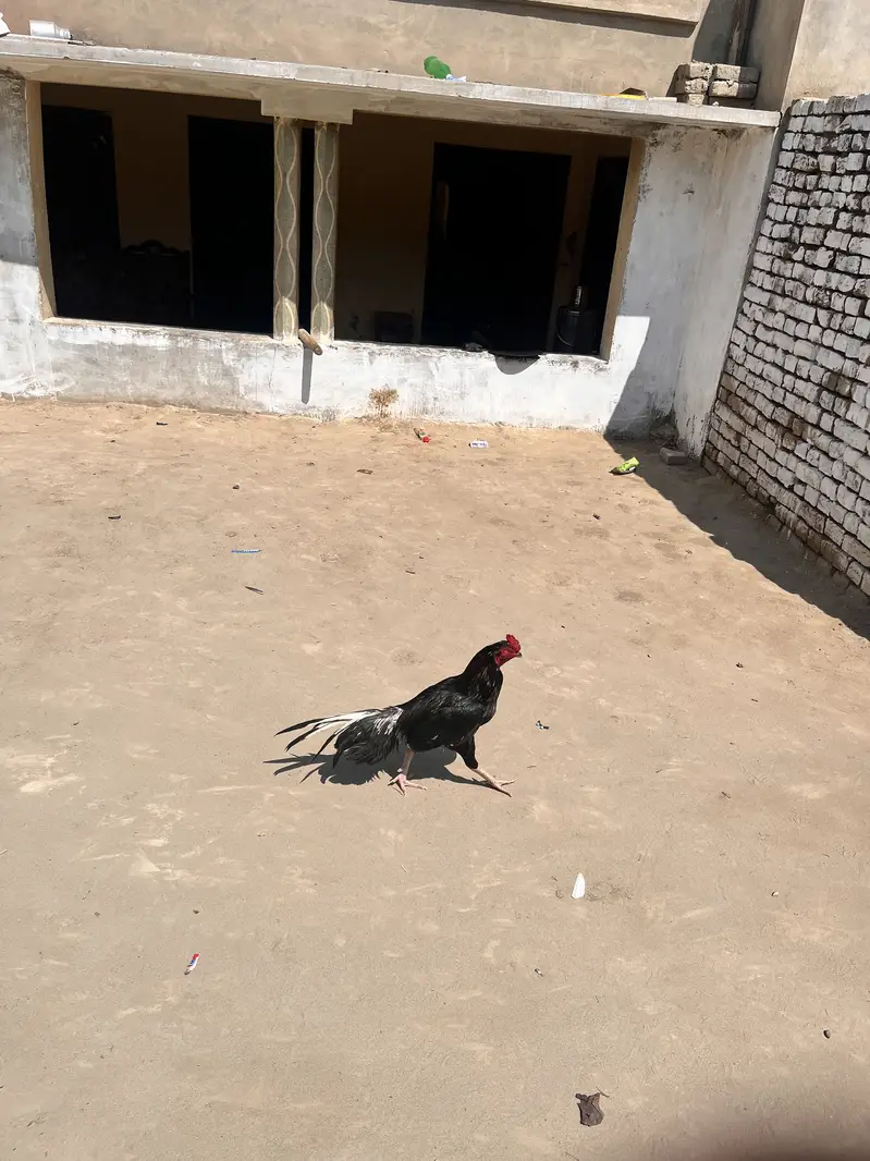 Aseel murgha — photo 6