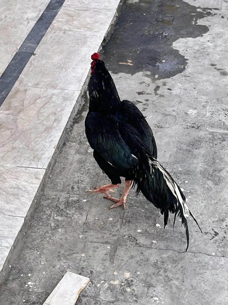 Aseel murgha — photo 7