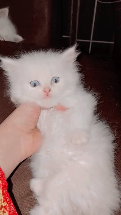 Full active, playful and healthy little train