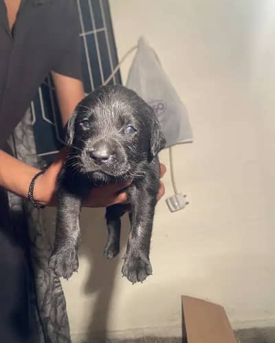 Labrador urgent for sale best quality