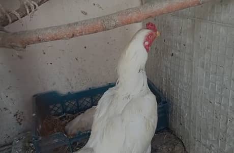 High Quality Heera Mianwali Aseel Set (1 Cock + 4 Hens)