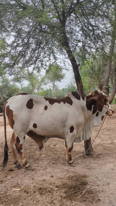 Wacha . Bachra . Gaba . Qurbani