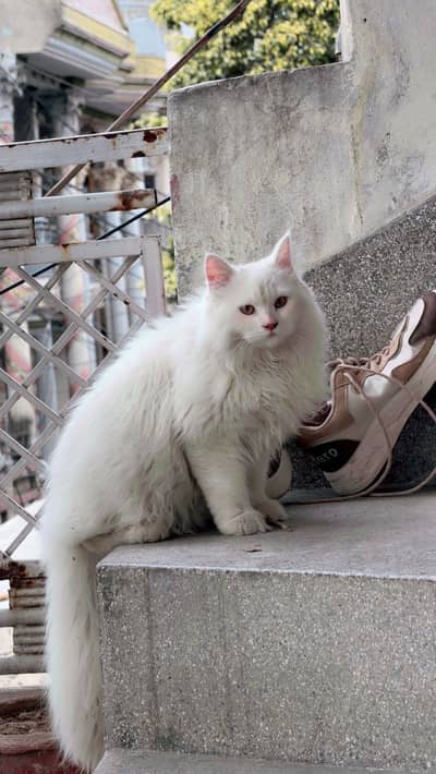 Maine Coon male cat extra long coat