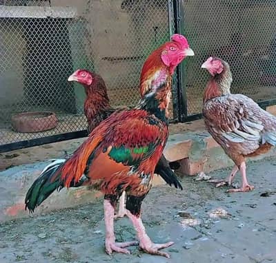 Pakistani aseel murga, murgi. breeder pair