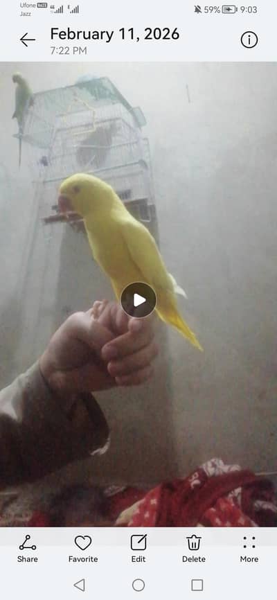 Yellow, blue and green ringneck talking and tame pieces