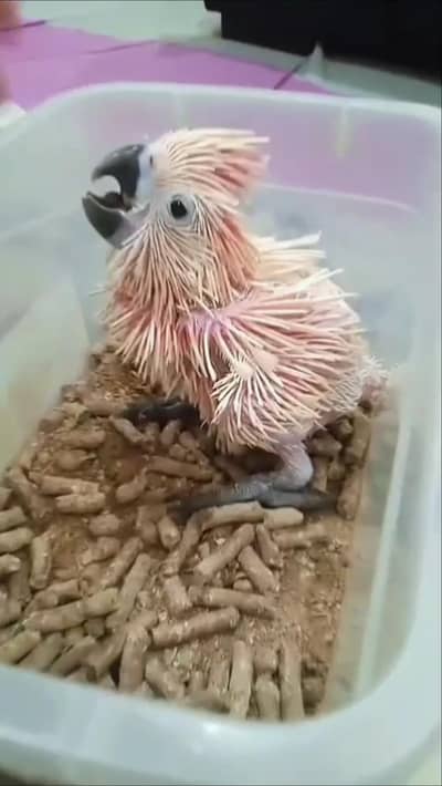 molucan cocatoo macaw africangrey lorry sunconore parrot sugerglider