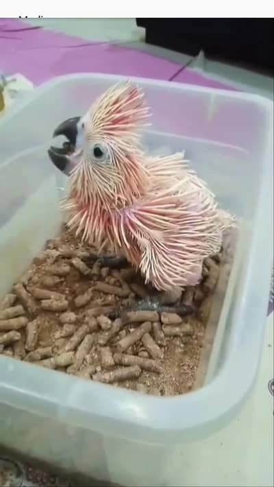 molucan cocatoo macaw africangrey lorry sunconore parrot sugerglider