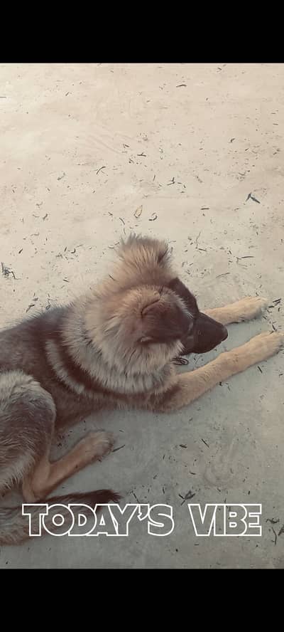 German shepherd six months