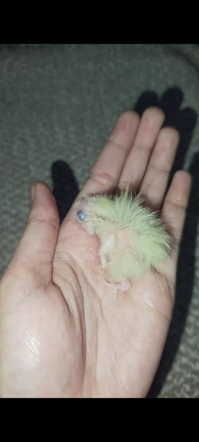 cockatiels for sale with 3 chicks and fertile egg description prh lein
