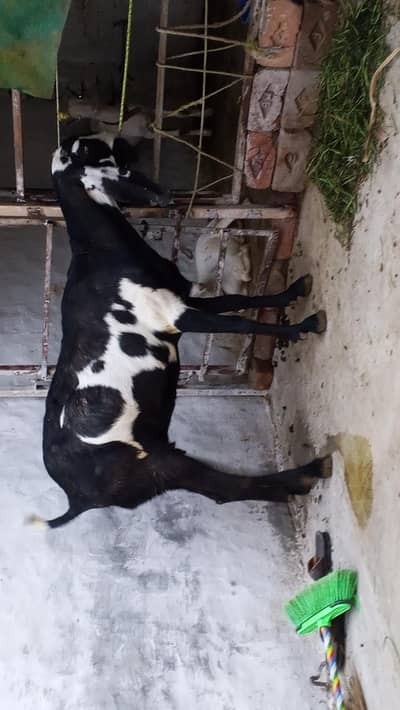 desi bakri