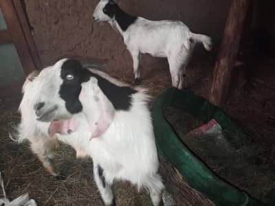 Bakrian Ghar ki for sale . . read description carefullyi