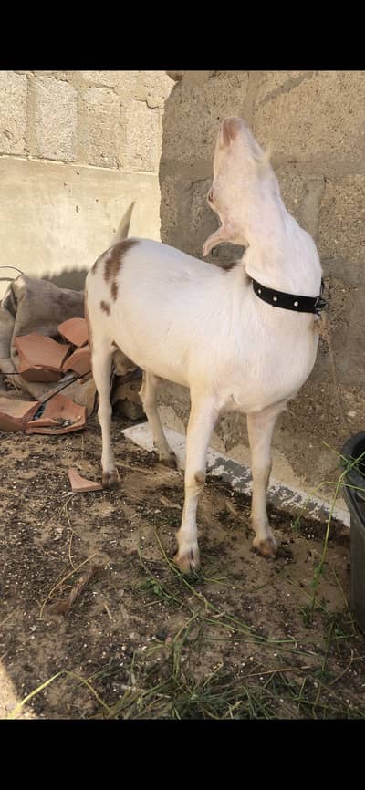 Pure tedda munda abluck bakra