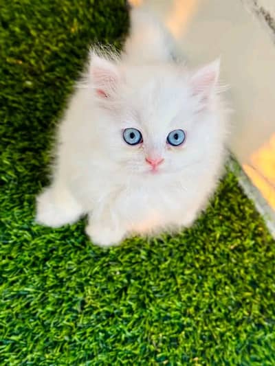 Persian cat for sale my WhatsApp number 0329-70-46-121