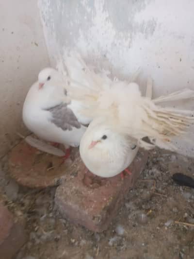 fancy laka  pigeon  with chicks