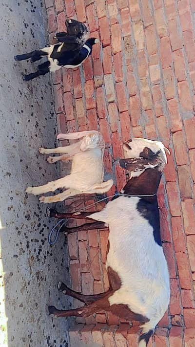 goat for sale with pair