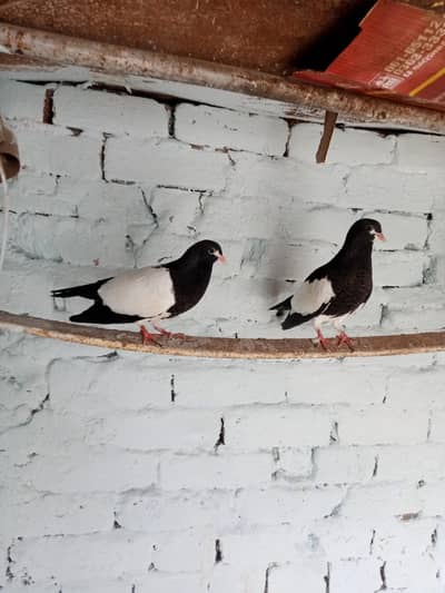 blackl khal guldar kalyare  Lal khal patha