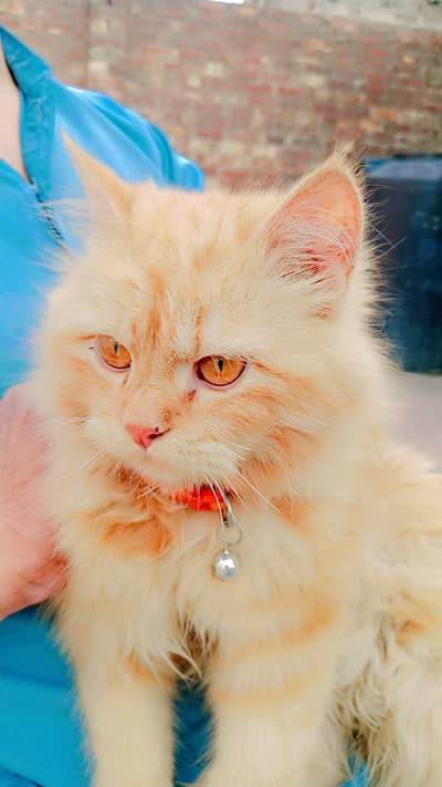 original persian cat brown colour