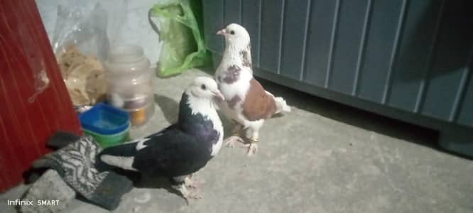 Fancy pigeons