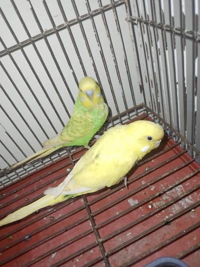 Big size Breeder pair of Budgie