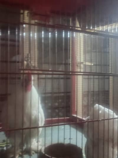 white bantam breeding pair for sale